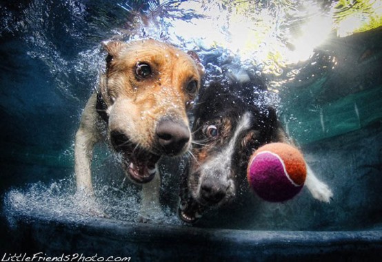 underwater-photos-of-dogs-seth-casteel-9